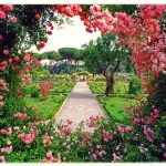 ROSETO-DI-ROMA_