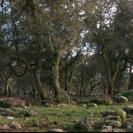Sughero_sughereta_foresta_sardegna-7