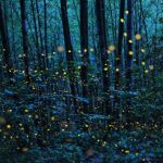 VALLE-DELLA-CAFFARELLA_-3