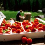 sagra-delle-fragole-di-nemi