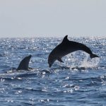 20430151_1595202697178148_7043971930124151370_n-5