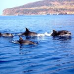 delfini-roma-fiumicino-5