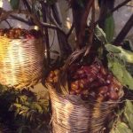 SAGRA-DELLA-VAROLA-6